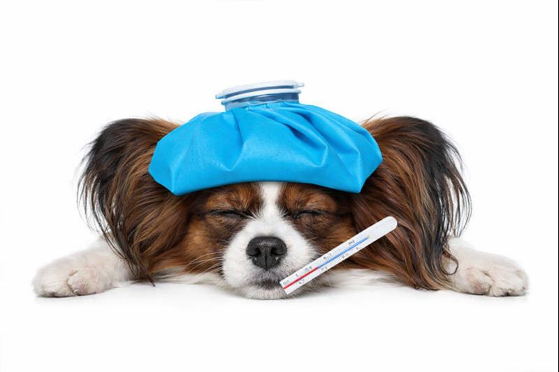 Santé et prévention : offrir le meilleur départ à votre chiot, à travers notre expérience